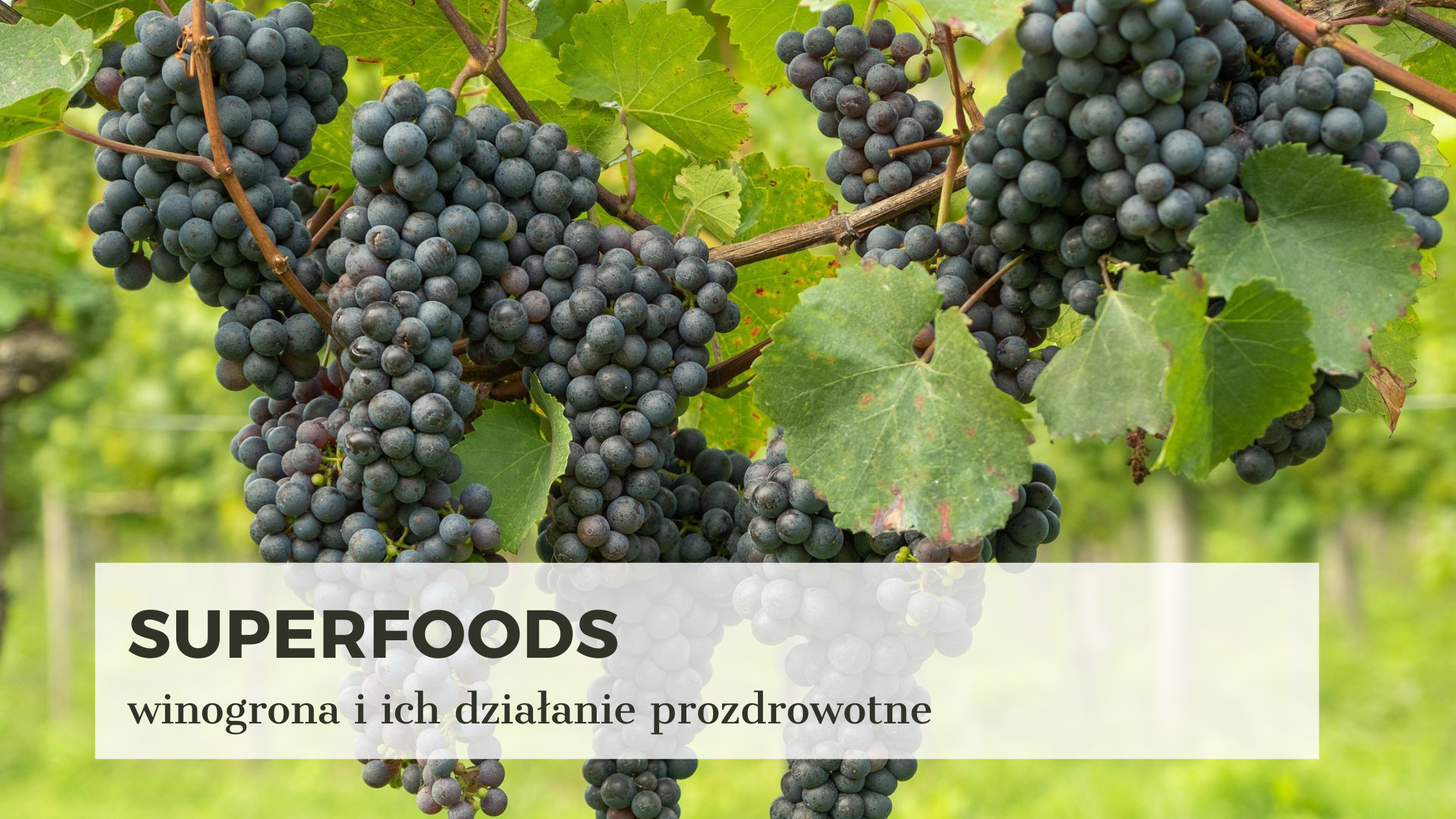 superfoods-winogrona-wlasciwosc-resweratrol-polifenole-marta-szymanska-dietetyk-srodmiescie-concierge-zdrowia